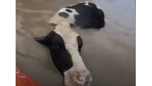 அஸ்ரேலியாவில் தொடரும் வெள்ள அனர்த்தம்