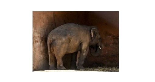 பாகிஸ்தானிலிருந்து கம்போடியா போகும் இலங்கை யானை