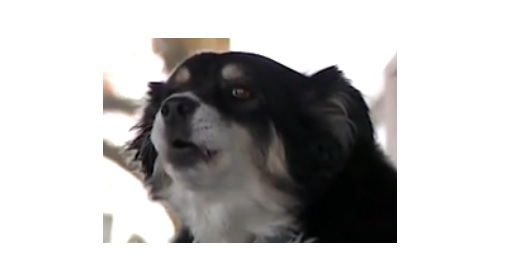 $5 மில்லியன் சொத்து பெற்ற 8 வயது நாய்