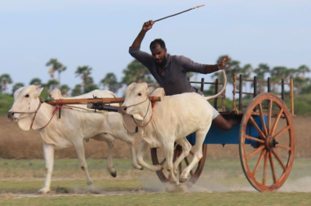 சோனகப்பு மாட்டு வண்டி சவாரி போட்டி  2023