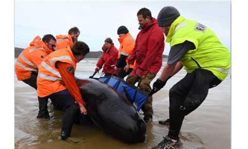 270 திமிங்கிலங்கள் கரை ஒதுங்கின, 90 மரணித்தன