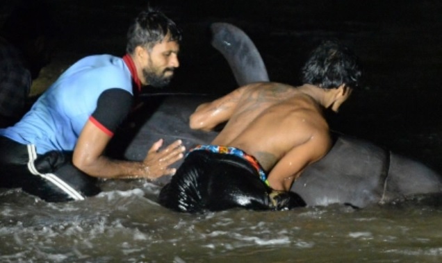 பாணந்துறையில் நூற்றுக்கணக்கான திமிலங்கைகள் தவிப்பு