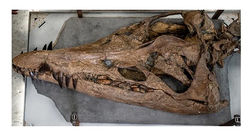 150 மில்லியன் ஆண்டுகள் பழைய விலங்கு எச்சம்