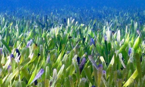 200 சதுர km கொண்ட உலகின் மிக பரந்த தாவரம்